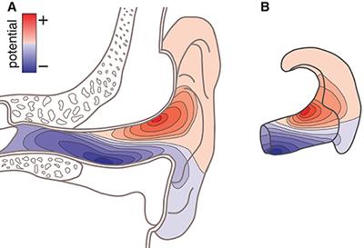 Ear-EEG Forward Models: Improved Head-Models for Ear-EEG